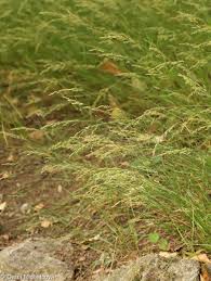 Attēlu rezultāti vaicājumam “Poa nemoralis fruit”