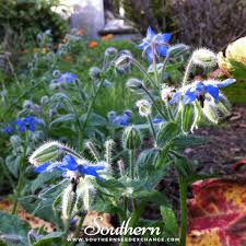 Image result for Borago officinalis