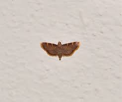 Attēlu rezultāti vaicājumam “Hypsopygia costalis”