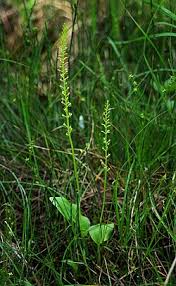 Attēlu rezultāti vaicājumam “Malaxis monophyllos leaf”