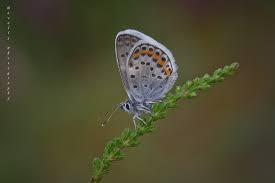 Attēlu rezultāti vaicājumam “Plebejus argus”