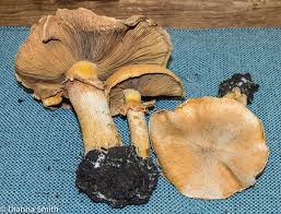 Attēlu rezultāti vaicājumam “Phaeolepiota aurea”