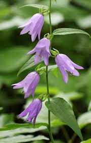 Image result for Campanula rapunculus