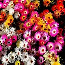 Image result for Mesembryanthemum criniflorum