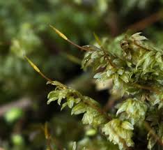 Attēlu rezultāti vaicājumam “Orthotrichum patens sporophyte”