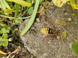 Attēlu rezultāti vaicājumam “Cimbex luteus”