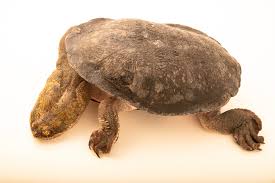 Attēlu rezultāti vaicājumam “Tortula lingulata macro”