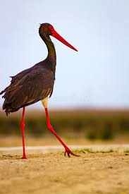 Attēlu rezultāti vaicājumam “Ciconia nigra adult”