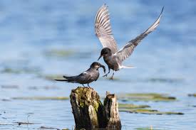 Attēlu rezultāti vaicājumam “Chlidonias niger eggs”