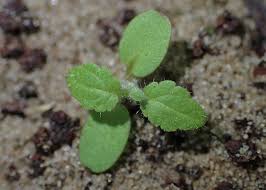 Attēlu rezultāti vaicājumam “Stachys palustris bud”
