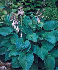 Image result for Hosta sieboldiana 'Elegans'