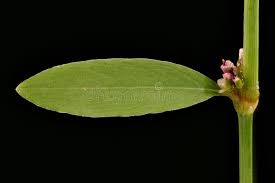 Attēlu rezultāti vaicājumam “Polygonum aviculare leaf”