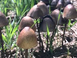 Attēlu rezultāti vaicājumam “Panaeolus papilionaceus”