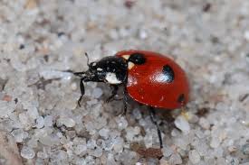 Attēlu rezultāti vaicājumam “Coccinella quinquepunctata”