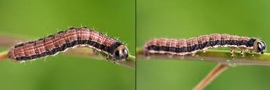 Attēlu rezultāti vaicājumam “Boudinotiana notha”