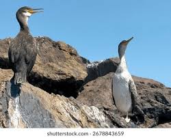 Attēlu rezultāti vaicājumam “Phalacrocorax carbo adult”
