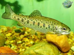 Image result for Salmo ciscaucasicus