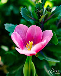 Attēlu rezultāti vaicājumam “Tulipa gesneriana flower”