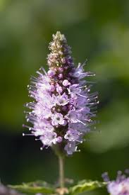Attēlu rezultāti vaicājumam “Mentha longifolia flower”