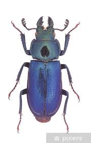 Attēlu rezultāti vaicājumam “Platycerus caraboides”