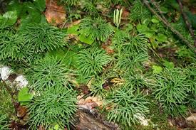 Attēlu rezultāti vaicājumam “Diphasium complanatum”