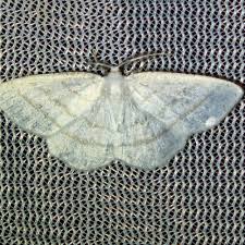 Attēlu rezultāti vaicājumam “Cabera pusaria female”