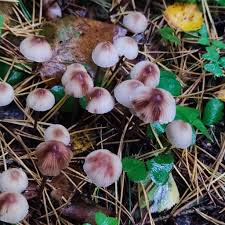 Attēlu rezultāti vaicājumam “Mycena zephirus”