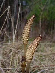 Attēlu rezultāti vaicājumam “Equisetum hyemale”