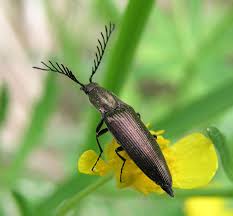 Attēlu rezultāti vaicājumam “Ctenicera pectinicornis male”