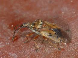 Attēlu rezultāti vaicājumam “Kleidocerys resedae imago”