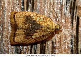 Attēlu rezultāti vaicājumam “Acleris forsskaleana”