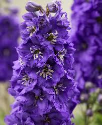 Attēlu rezultāti vaicājumam “Delphinium elatum  fruit”