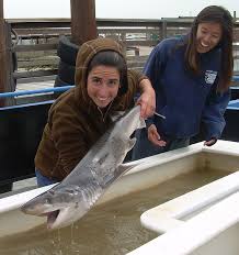 Image result for Notorynchus cepedianus