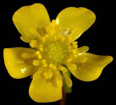 Attēlu rezultāti vaicājumam “Ranunculus flammula”