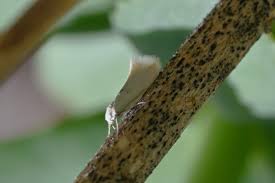 Attēlu rezultāti vaicājumam “Elachista argentella”