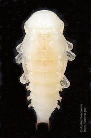 Attēlu rezultāti vaicājumam “Bolitophagus reticulatus larva”