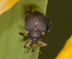 Attēlu rezultāti vaicājumam “Mononychus punctumalbum”