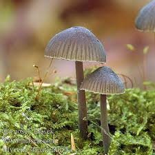 Attēlu rezultāti vaicājumam “Mycena stipata”