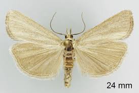 Attēlu rezultāti vaicājumam “Hypochalcia ahenella”