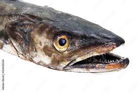 Image result for Merluccius merluccius