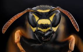 Attēlu rezultāti vaicājumam “Polistes nimpha”