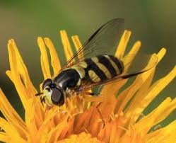 Attēlu rezultāti vaicājumam “Syrphidae”