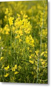 Attēlu rezultāti vaicājumam “Brassica napus”