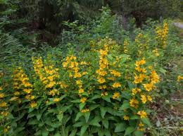 Attēlu rezultāti vaicājumam “Lysimachia punctata”