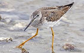 Image result for Tringa melanoleuca