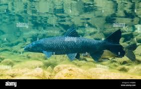 Image result for Mylopharyngodon piceus