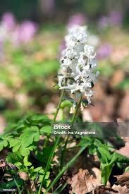 Attēlu rezultāti vaicājumam “Corydalis cava flower”
