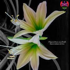 Attēlu rezultāti vaicājumam “Amarillidaceae”