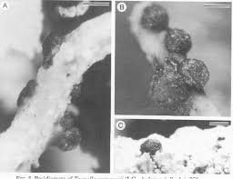 Attēlu rezultāti vaicājumam “Biatoropsis usnearum”