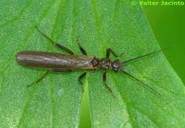 Attēlu rezultāti vaicājumam “Plecoptera”